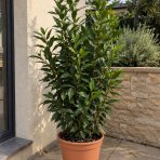 Vavrín pravý - Laurus nobilis (bobkový list) - výška 15-25 cm, kont. C2L